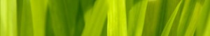 inmeres_leaves leaves header