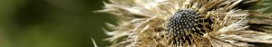 inmeres_seed seed header