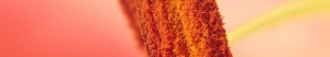 inmeres_stamen stamen header